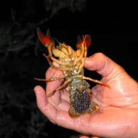 Klopeinersee Kaernten * Sittersdorf