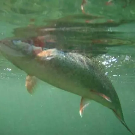 Klopeinersee Kaernten Semesterbostad