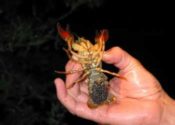 Klopeinersee Kaernten * Sittersdorf