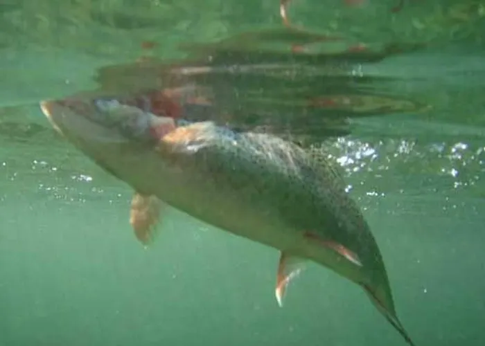 Klopeinersee Kaernten Σπίτι διακοπών